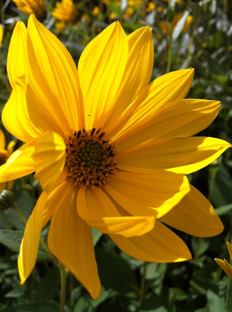 Glæde, ro og overskud